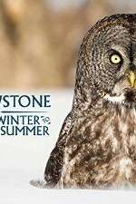 Watch Yellowstone Wildest Winter to Blazing Summer M4uhd