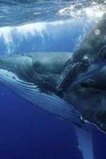 Watch Big Blue Live M4uhd