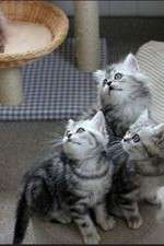 Watch The Secret Life of Kittens M4uhd