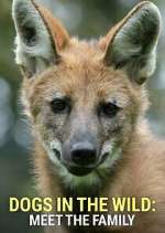 Watch Dogs in the Wild: Meet the Family M4uhd