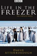 Watch Life in the Freezer M4uhd