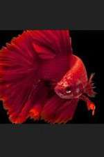 Watch Thailand: Earth's Tropical Paradise M4uhd