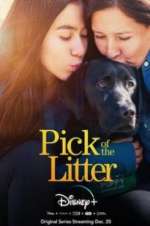 Watch Pick of the Litter M4uhd