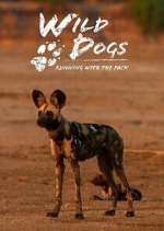 Watch Wild Dogs: Running with the Pack M4uhd
