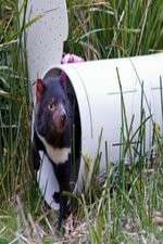 Watch Aussie Animal Island M4uhd