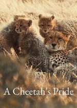 Watch A Cheetah\'s Pride M4uhd