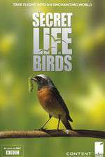 Watch Iolo's Secret Life of Birds M4uhd