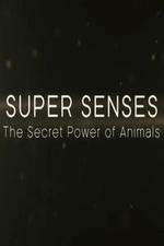 Watch Super Senses The Secret Power of Animals M4uhd