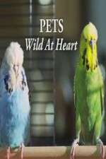 Watch Pets - Wild at Heart M4uhd