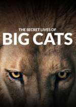 Watch The Secret Lives of Big Cats M4uhd