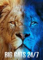 Watch Big Cats 24/7 M4uhd