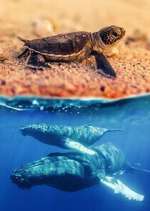 Watch Australia\'s Wild Moments M4uhd