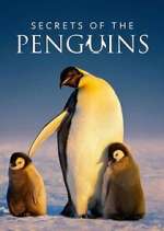 Watch Secrets of the Penguins M4uhd