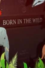 Watch Born In The Wild M4uhd
