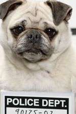 Watch Secret Life of Dogs M4uhd