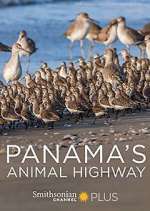 Watch Panama's Animal Highway M4uhd