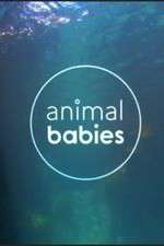 Watch Animal Babies M4uhd