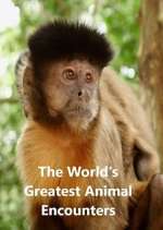 Watch World's Greatest Animal Encounters M4uhd