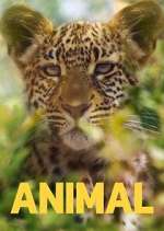 Watch Animal M4uhd