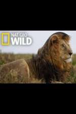 Watch Animal ER Live M4uhd