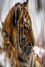 Watch Operation Snow Tiger M4uhd