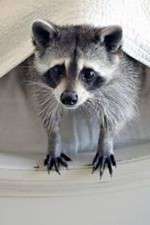 Watch Ingenious Animals M4uhd