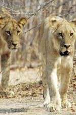 Watch Lion Country: Night and Day M4uhd