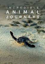 Watch Incredible Animal Journeys M4uhd