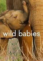 Watch Wild Babies M4uhd