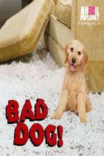 Watch Bad Dog! M4uhd