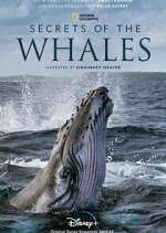 Watch Secrets of the Whales M4uhd