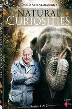 Watch Natural Curiosities M4uhd