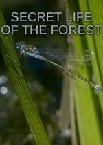 Watch Secret Life of the Forest M4uhd