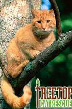 Watch Treetop Cat Rescue M4uhd