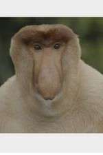 Watch Wildest Islands of Indonesia M4uhd