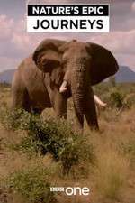 Watch Nature's Epic Journeys M4uhd